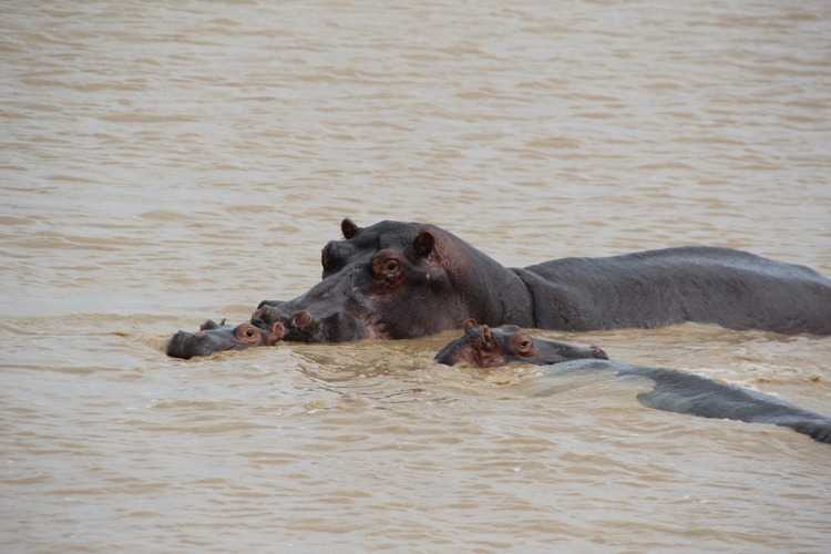 Hippo Richards Bay S Africa