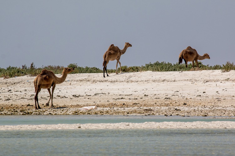 Salalah Oman camels